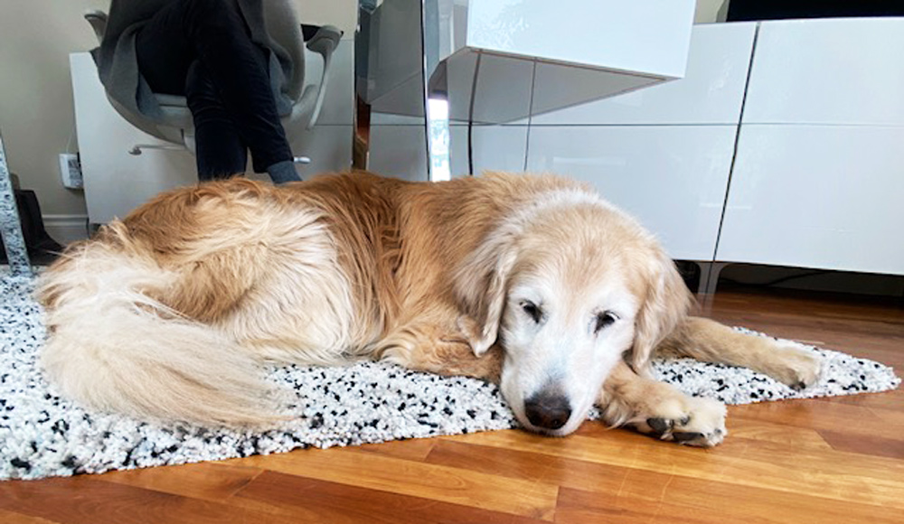 Pablo (aka Mr. P), Anthea Senior's very happy dog, sleeping at her feet while she works