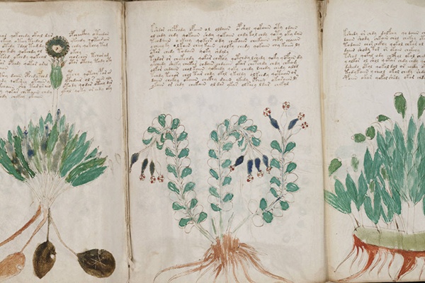 Voynich manuscript