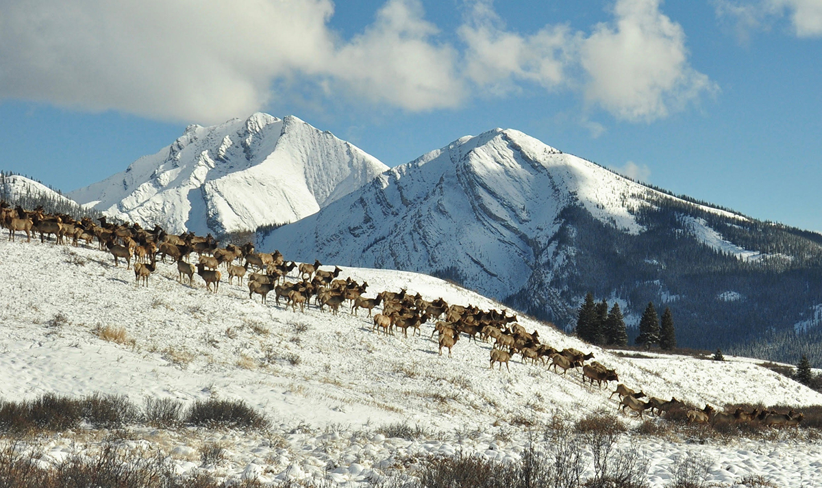 Migratory elk along the eastern front of the Rocky Mountains and around Banff National Park