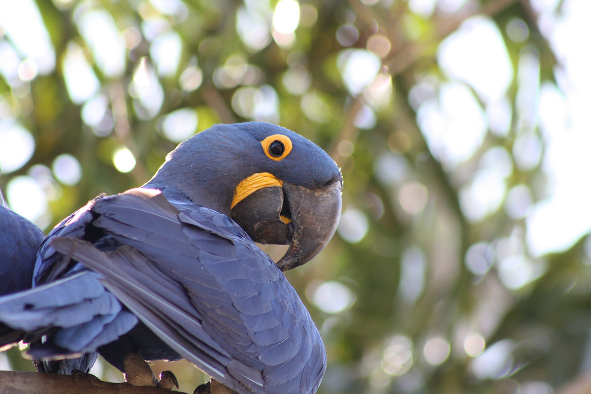 Not-so-bird brain: Neuroscientists discover the mechanism responsible for cognition in intelligent birds, like this parrot. 