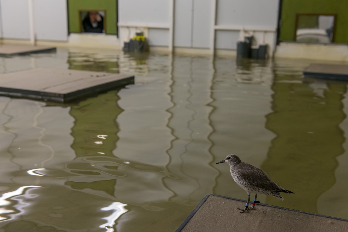 New research by University of Alberta biologists examines development of personality in birds.