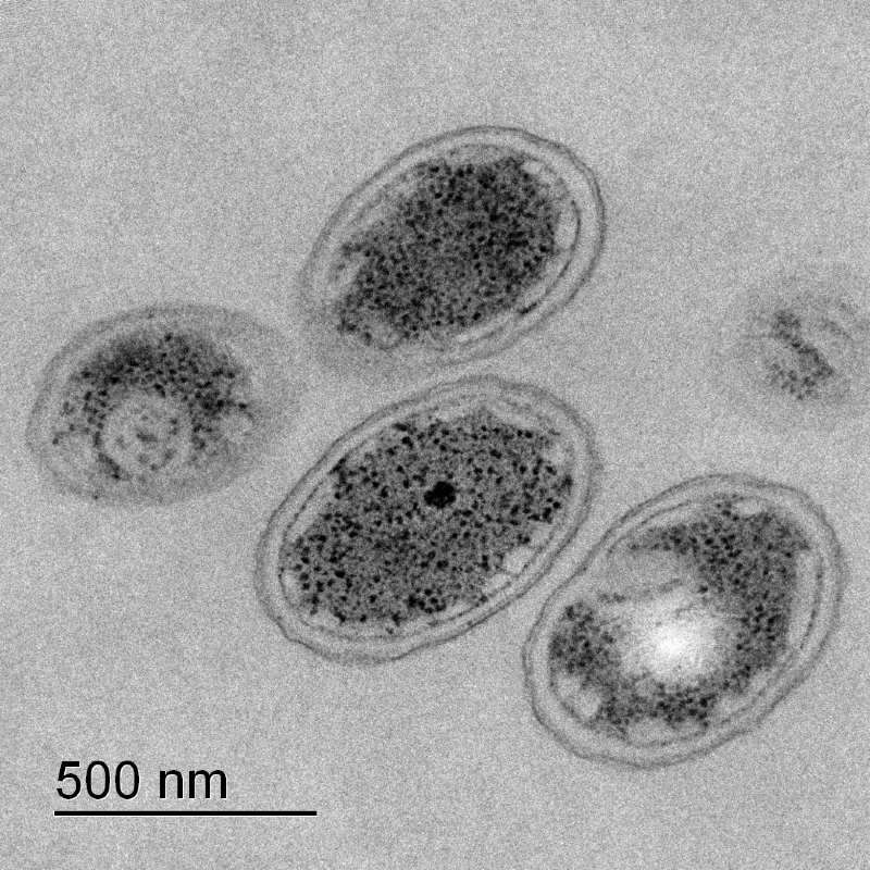 New research suggests these ancient microorganisms were also critical in creating massive ore deposits.