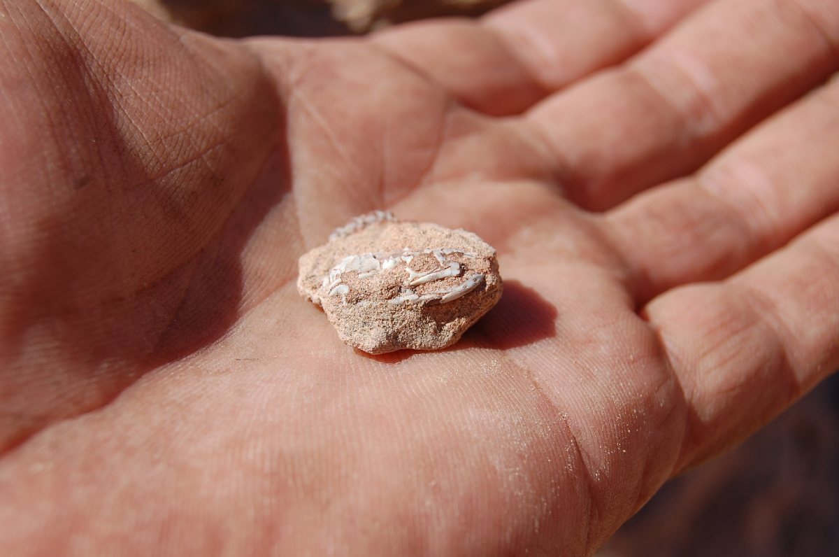 100-million-year old legged snake fossil provides critical insight into how the heads of modern snakes evolved