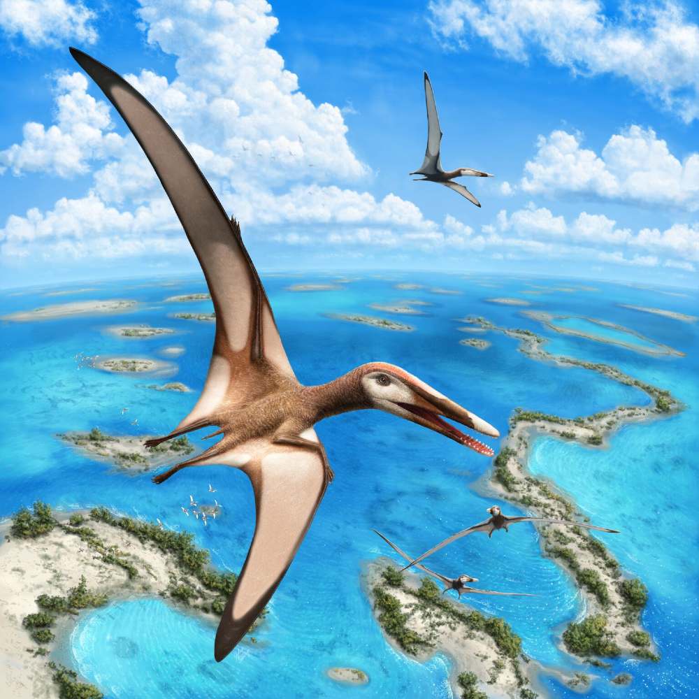 Study describes new group of ancient flying reptiles, identifies crustacean-heavy diet.