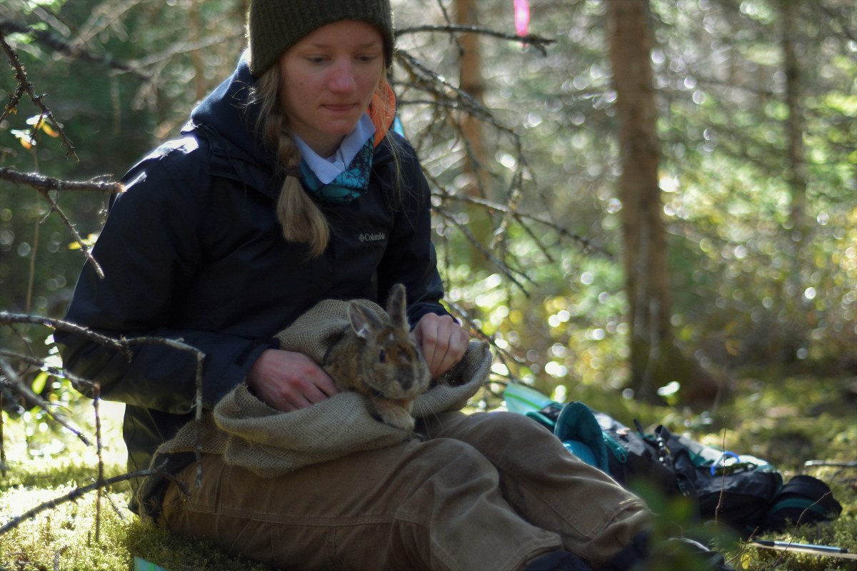  Juliana Balluffi-Fry prepares to release a hare back into the wild. Balluffi-Fry has been awarded the 2022 Vanier Scholarship funded by the Natural Sciences and Engineering Research Council of Canada (NSERC).