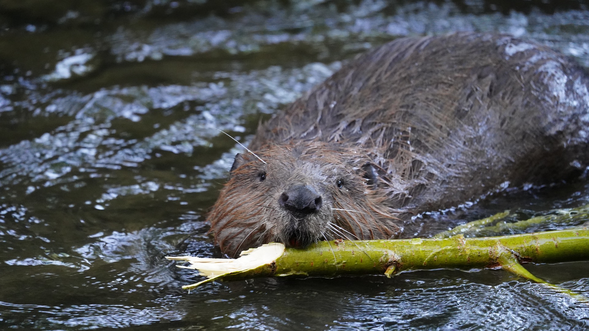 beaver-g663f17d07_1920.jpg