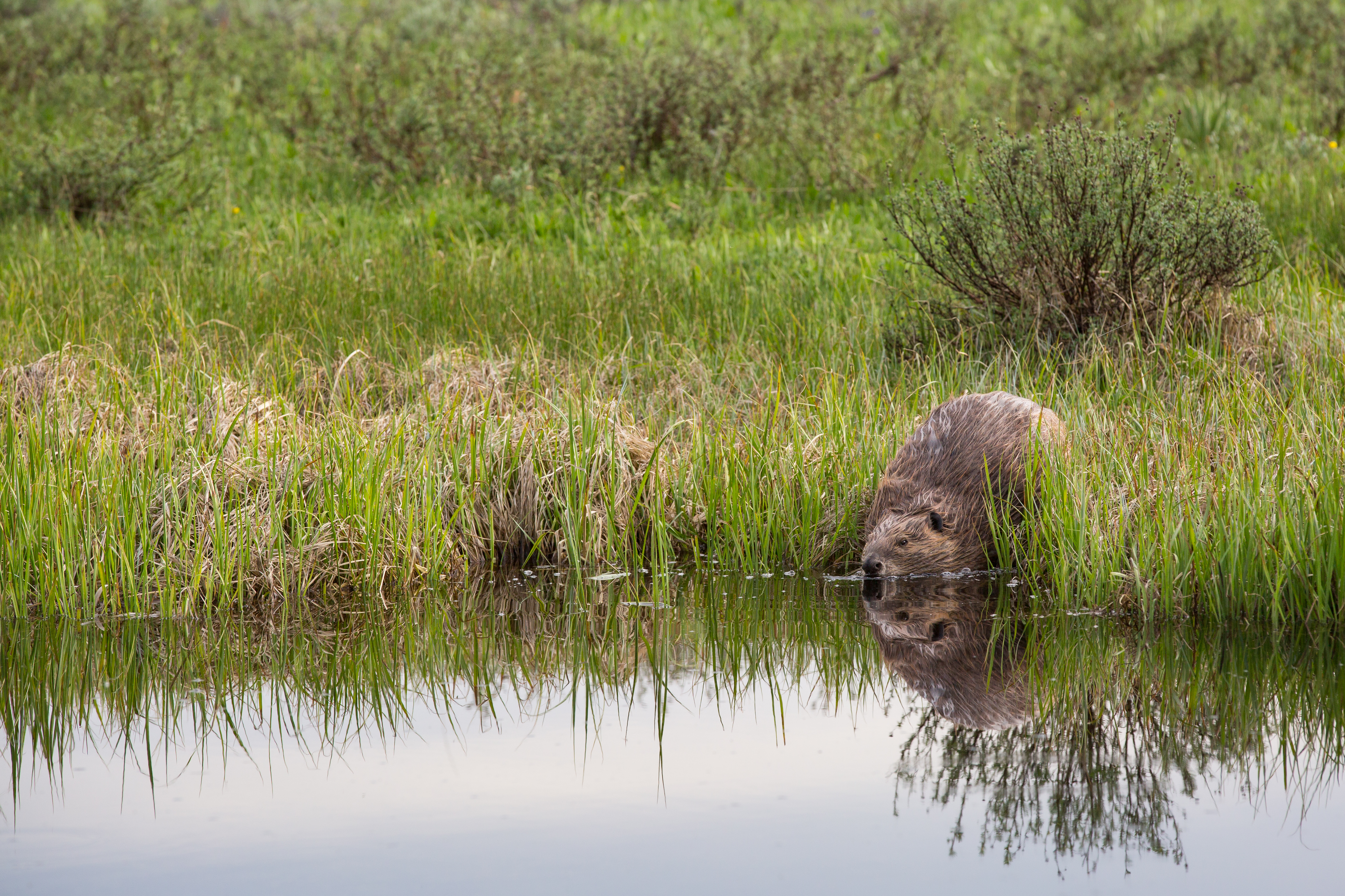 beaver_near_swan_lake_33797143245.jpg