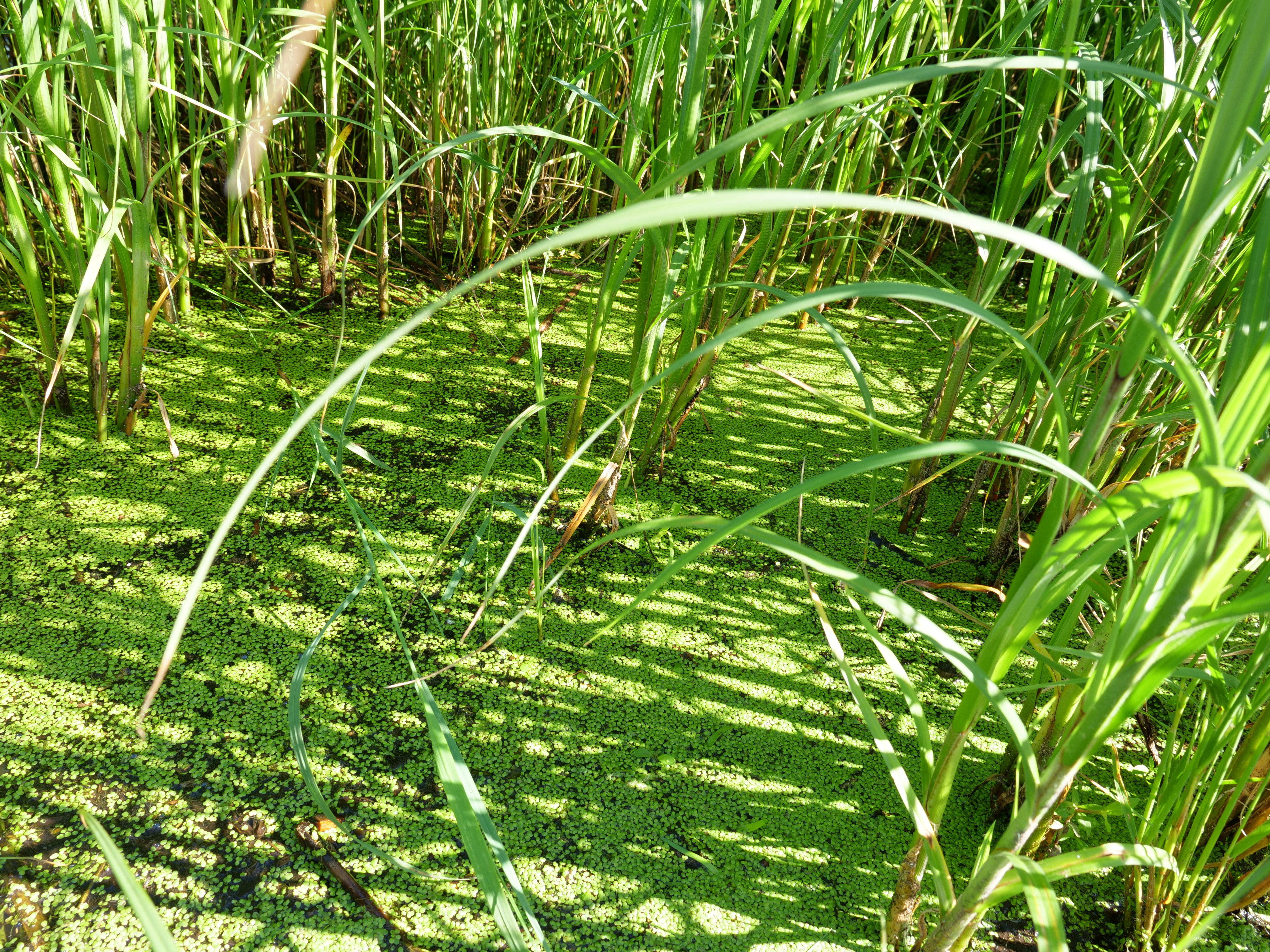 weeds in lake