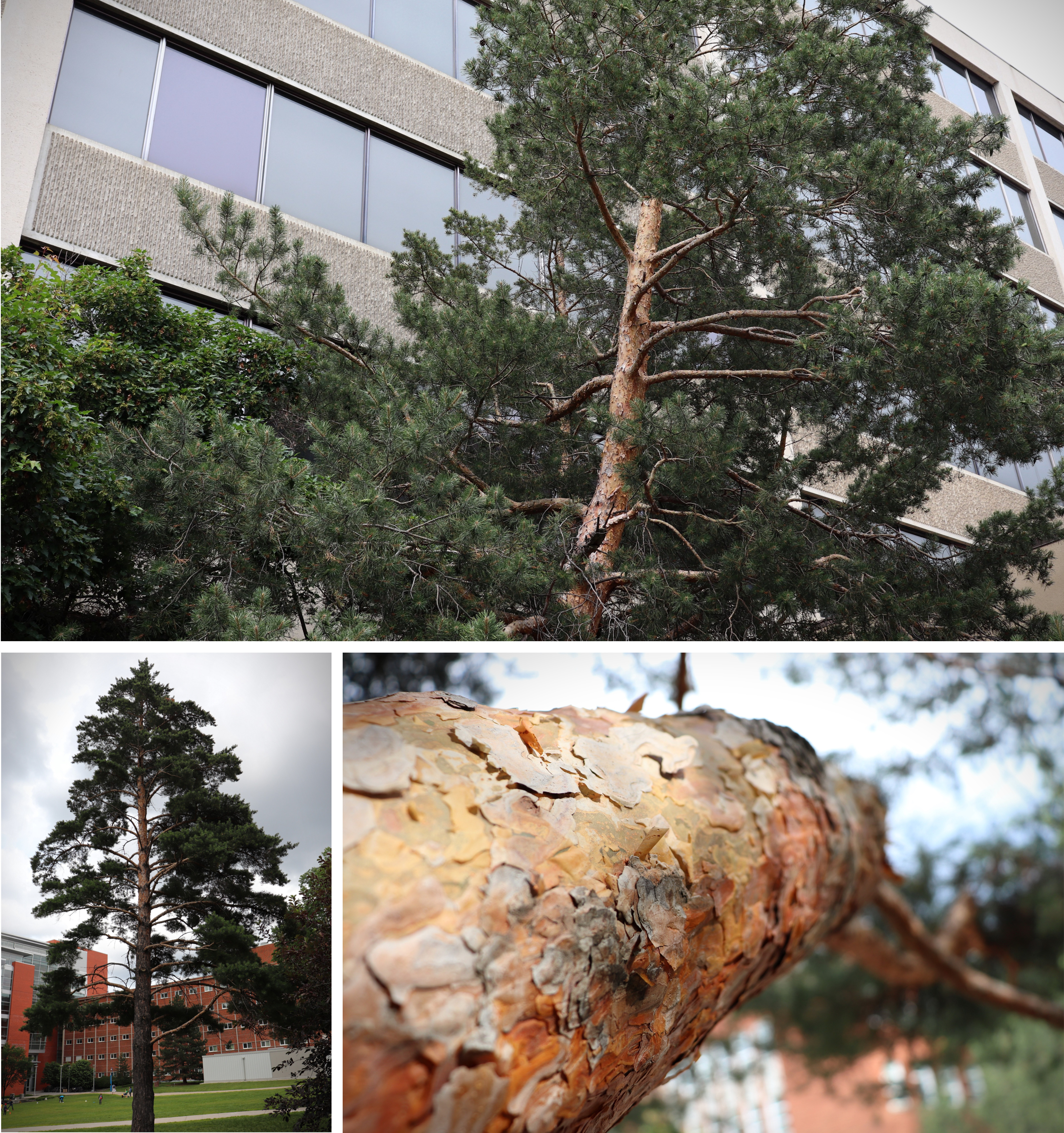 scots-pine-collage.jpg