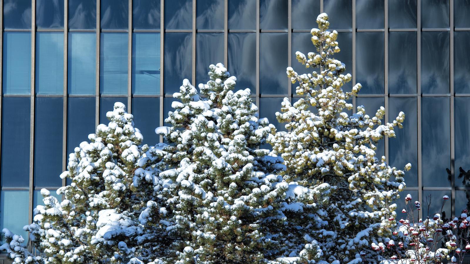 Trees covered in snow