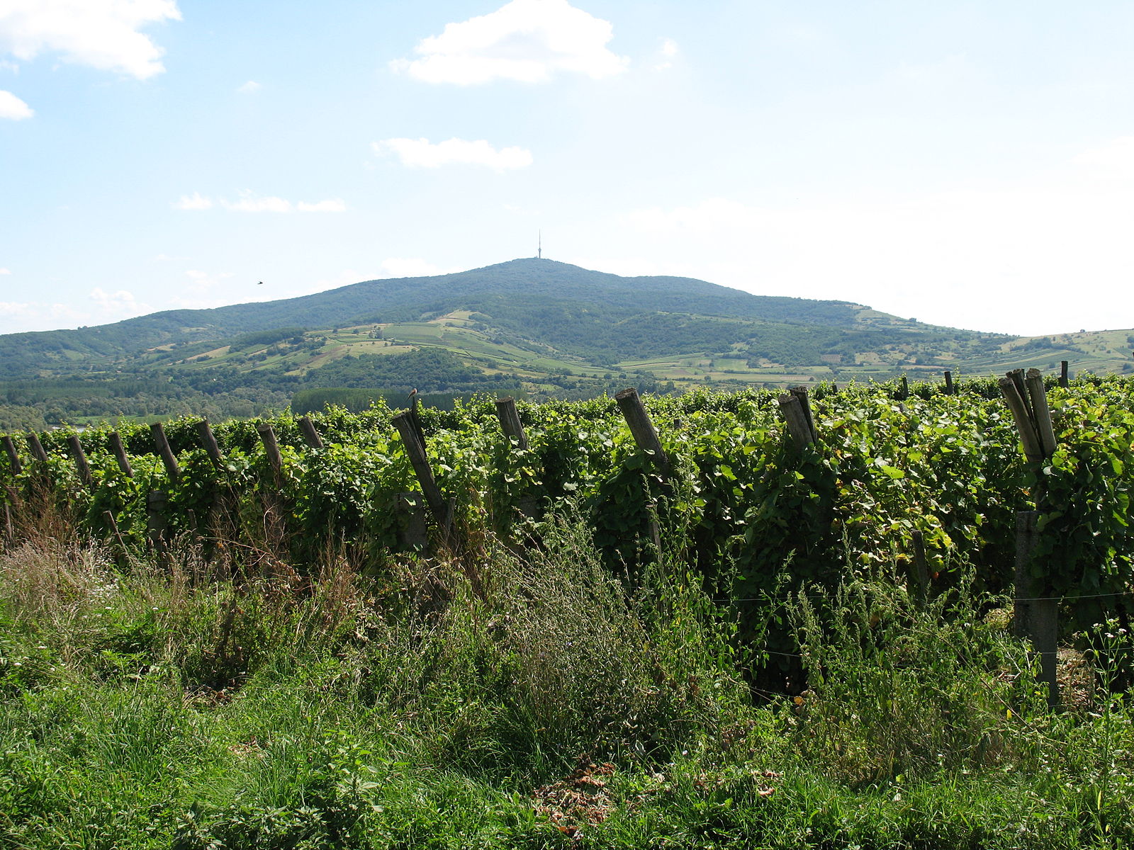 1600px-the_tokaj_mountain_3.jpeg