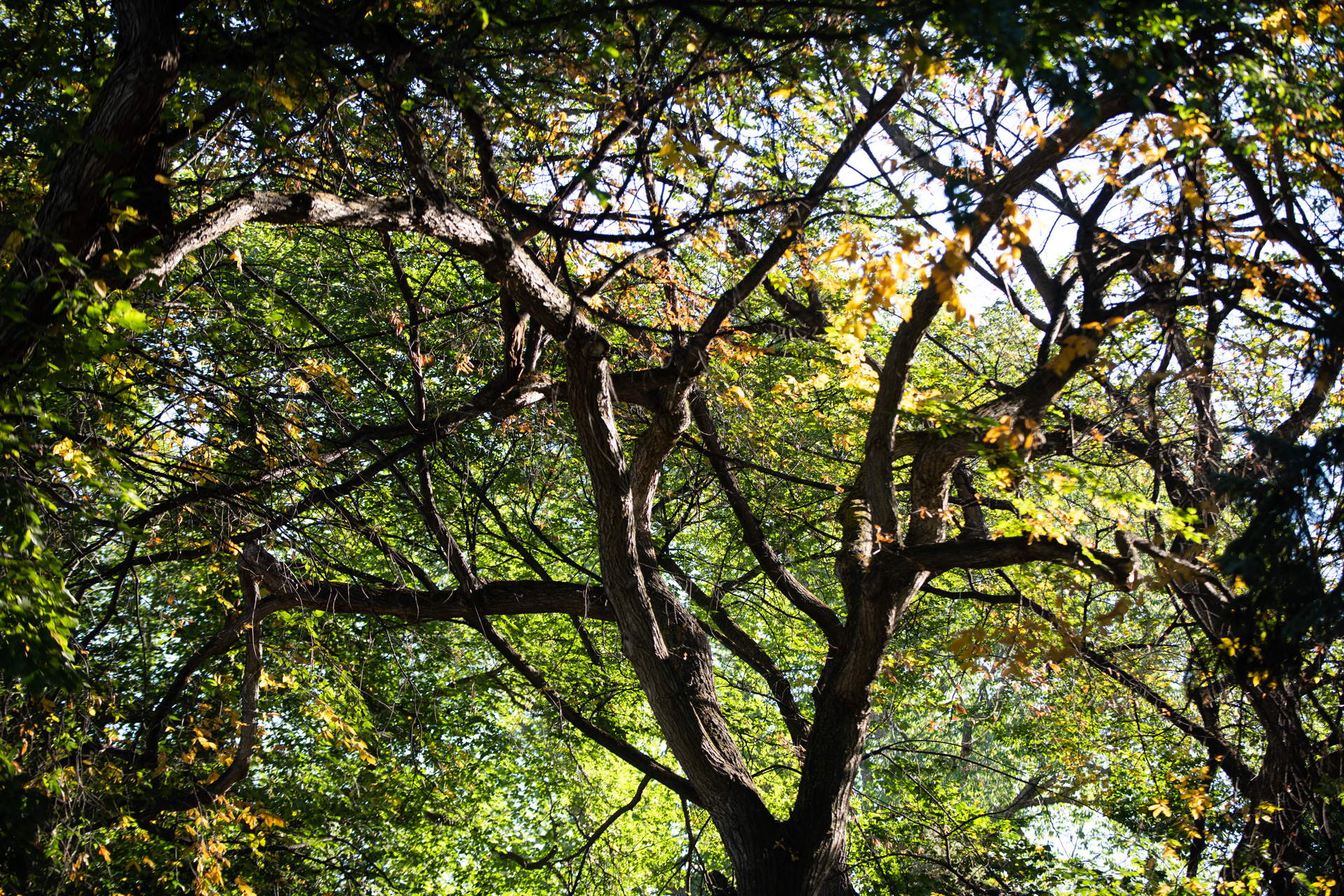 Green trees