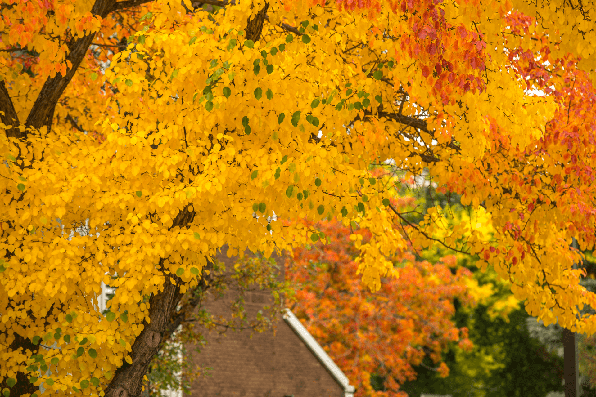 Autumn Leaves