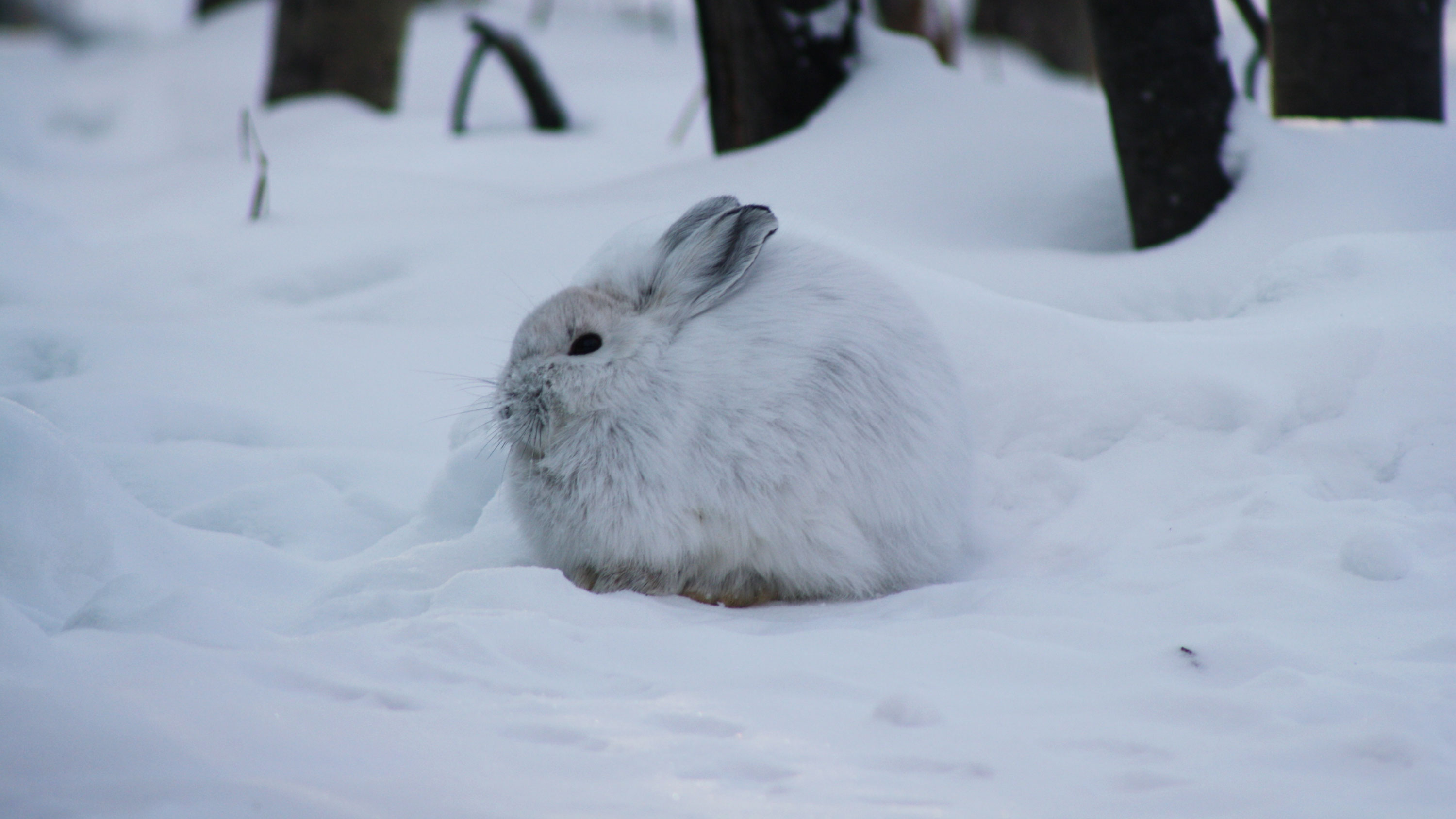 A snowshoe hare resting during a cold winter day