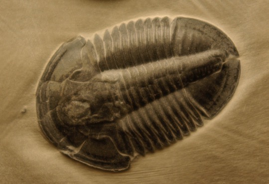 A dark trilobite fossil on a sandy background