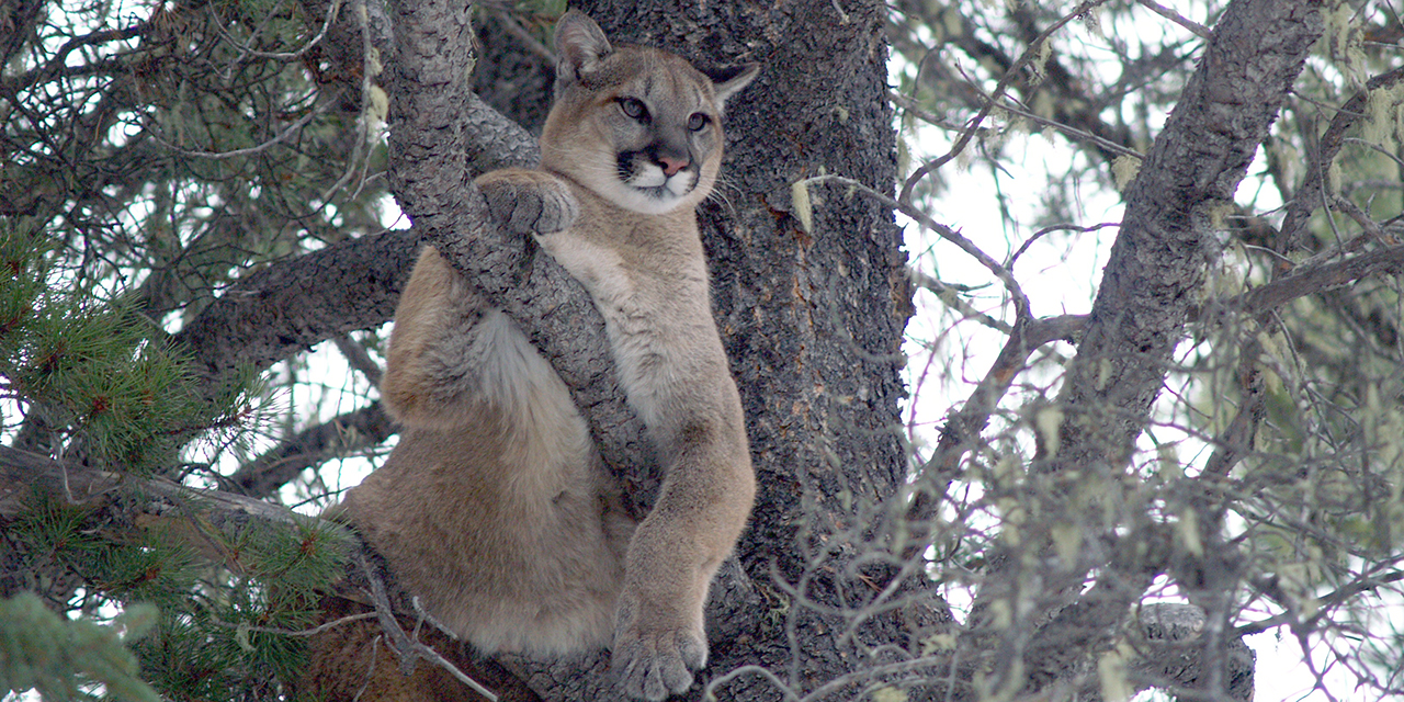 Cougars respond to roads based on human activity, topography, and time of  day | Folio