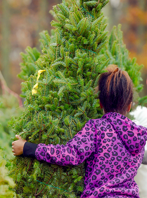 Choose and Care for Your Perfect Christmas Tree