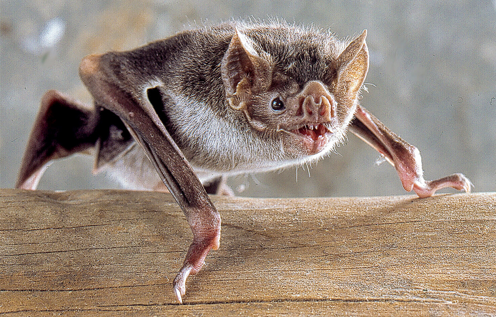 Photos: three bizarre bats discovered in Southeast Asia