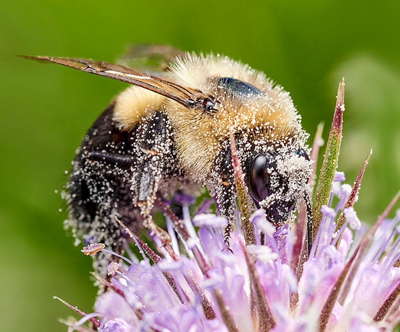 Bumblebees bite plants to make them flower early, surprising scientists