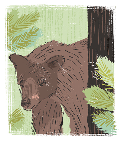 Bear in the woods illustration