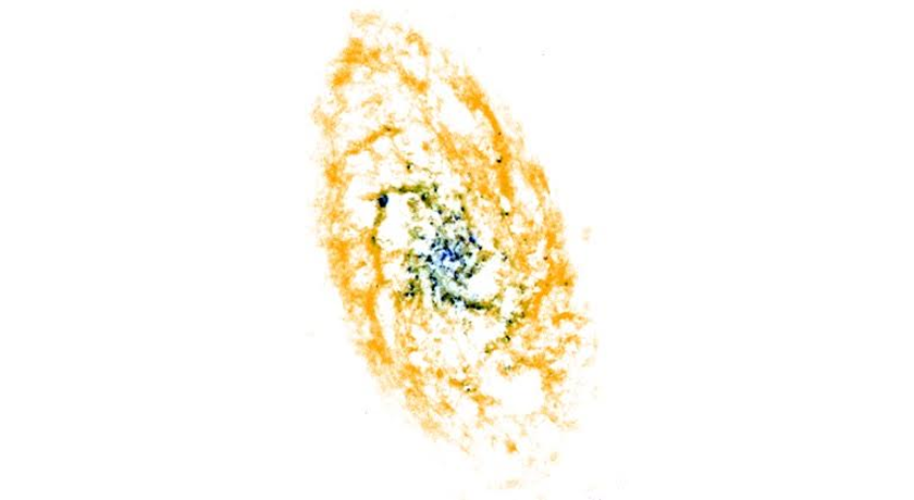 The gas in the Triangulum galaxy. This false-colour image shows the different types of gas in one of our neighbouring galaxies. The orange parts of the map show data collected from the Very Large Array, which captures most of the gas in the galaxy. The blue and black parts, found near the centre, show where that gas has cooled into clouds of molecules that are forming the next generation of stars. Erik Rosolowsky and his research group are using clues buried in these maps to unravel the connections between generations of stars. Image Credit: Erik Rosolowsky with data from the VLA (NSF/NRAO) and the Herschel Space Telescope (ESA/NASA).