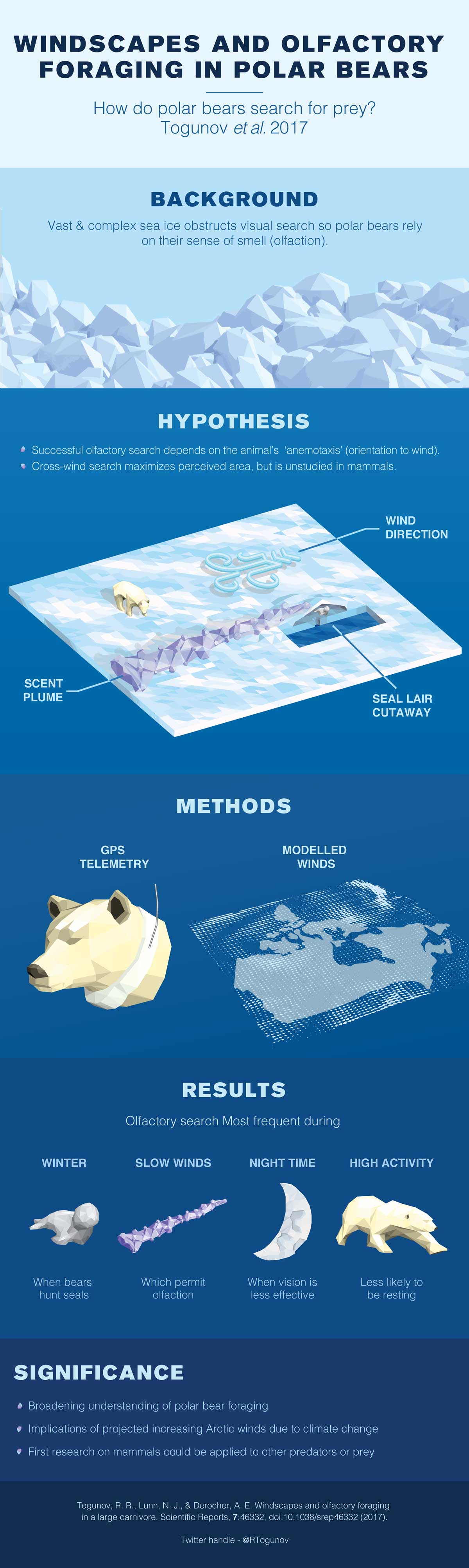 Infographic describing olfactory foraging in polar bears who use their nose and the power of the wind to hunt for the prey. 
