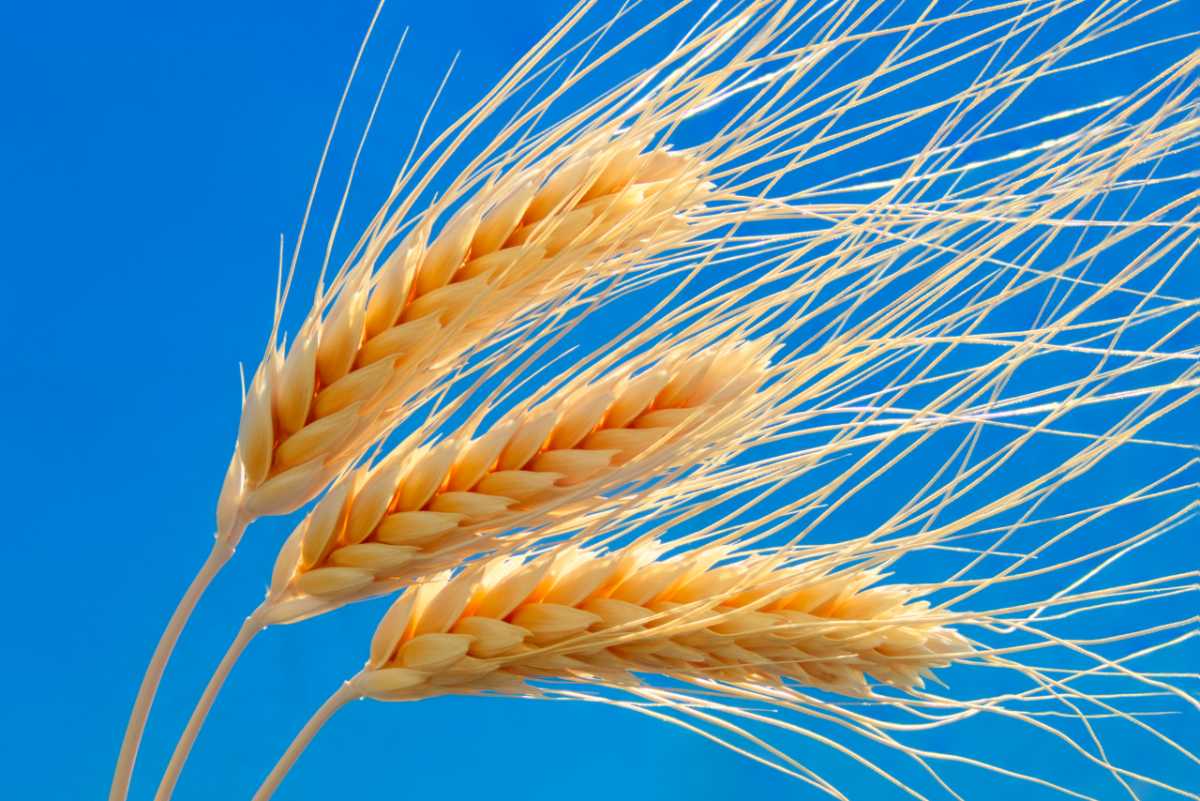 Gene Responsible For Toxic Metal Accumulation In Durum Wheat Identified 