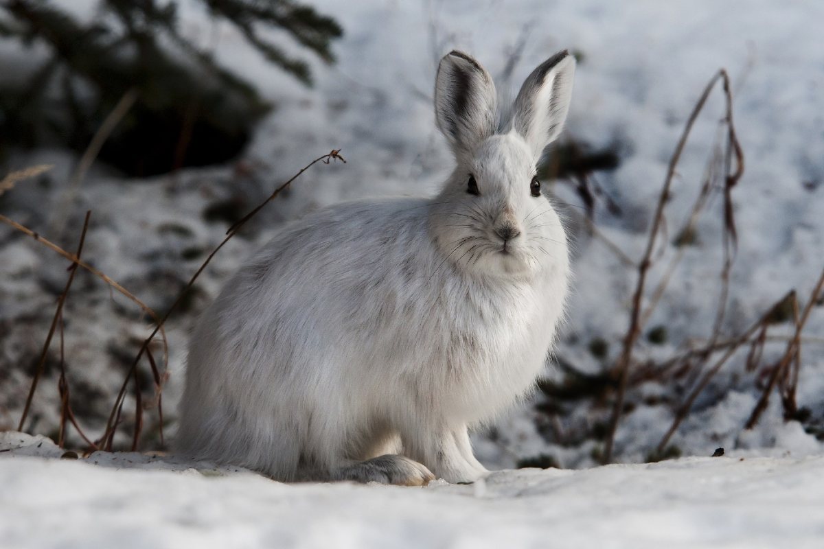 Of lemmings and snowshoe hares: the ecology of northern Canada