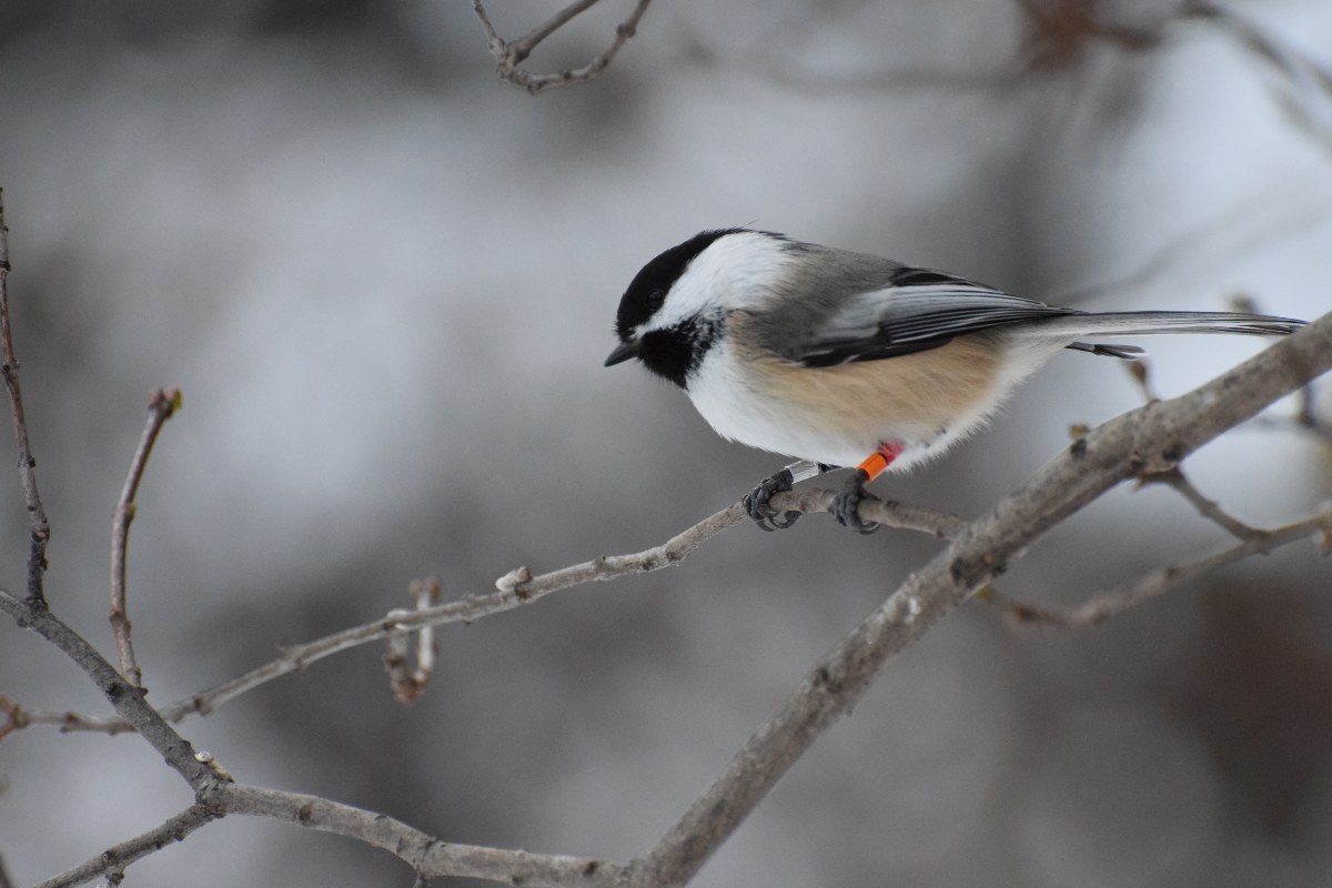 A new study led by graduate student Josue Arteaga-Torres in the Department of Biological Sciences examines chickadee behaviour, and took place in the UAlberta Botanical Gardens.