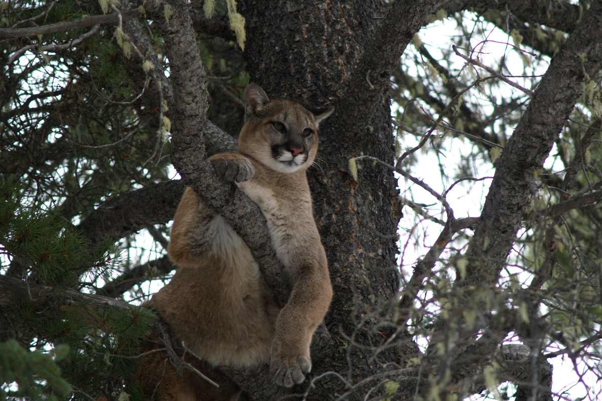 A cougar sits in a tree. A new study by University of Alberta biologists identifies three key factors for how cougars select habitats near roadways: traffic, topography, and daylight.