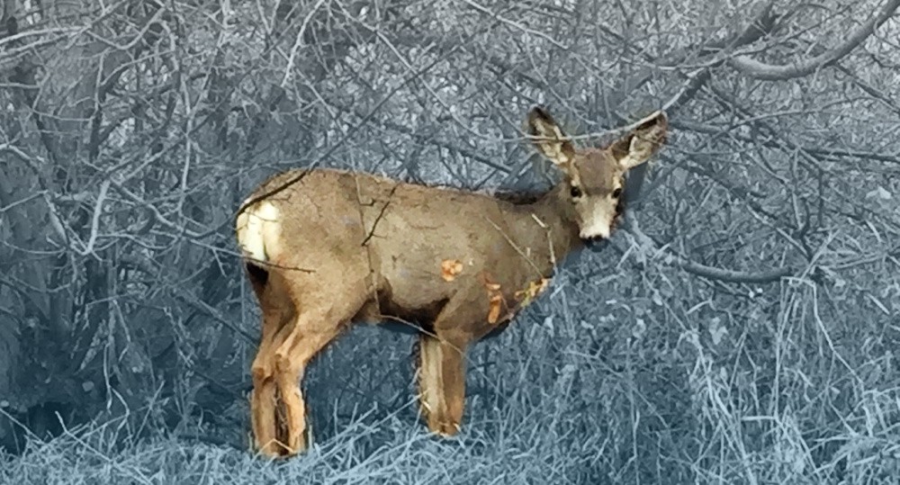 artemis and her deer