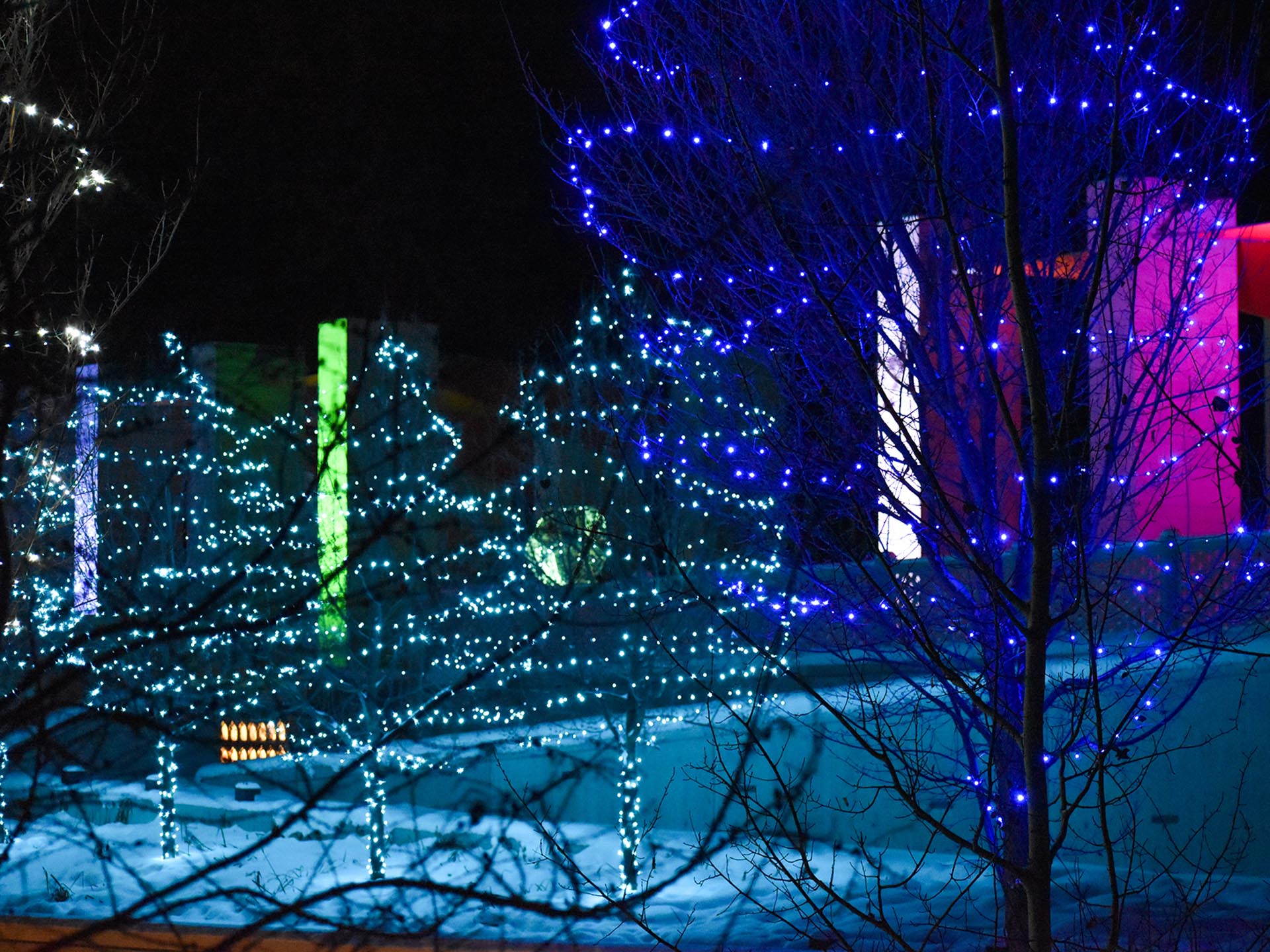 In Photos: A farewell to Luminaria | The Quad